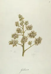 Gibara, illustration de Quarante et un dessins botaniques avec notes